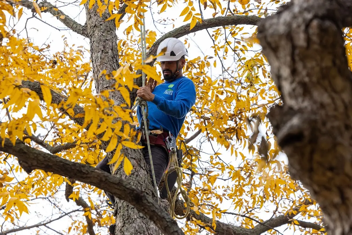 Skilled Tree Planting crew working in Morning View